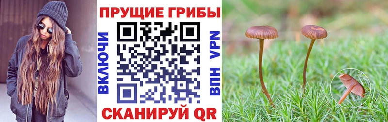 Галлюциногенные грибы MAGIC MUSHROOMS  Тверь 